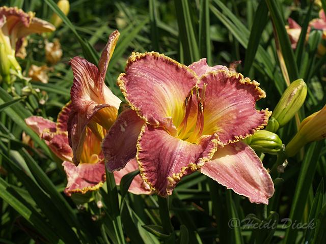 Hemerocallis David Kirchhoff1.JPG